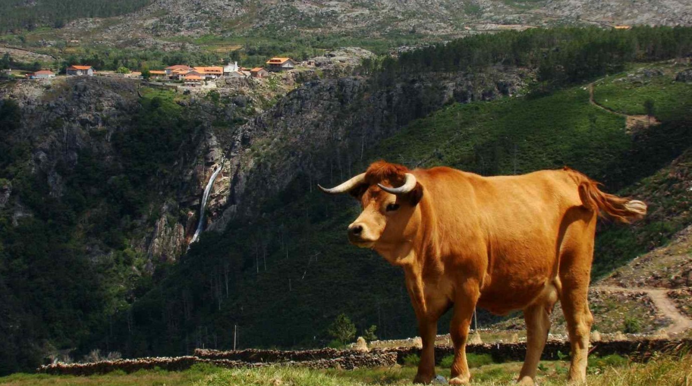 Ultra Trail Serra da Freita